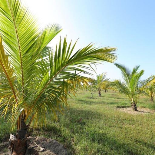 Отель Kayjay Palms Passikudah Экстерьер фото
